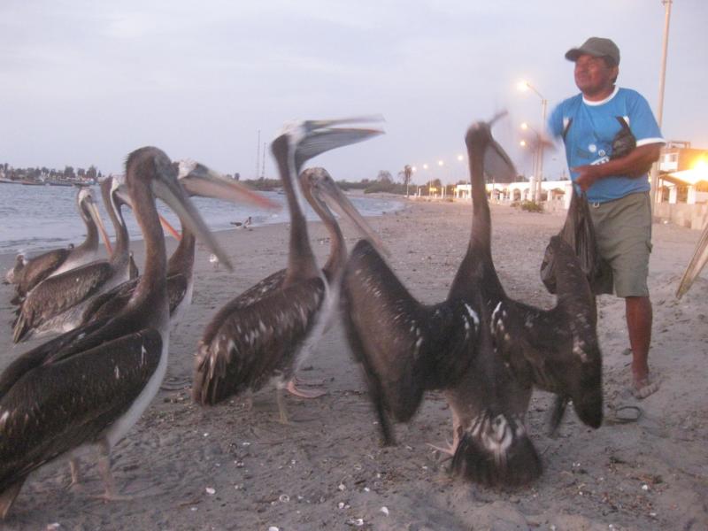A local feeding the pelicans at sunset in Paracas. Afterwards he asked me for a "tip"